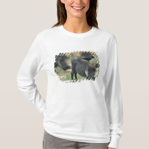 Camiseta Sudáfrica, Pilanesburg GR, jabalí