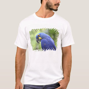 Camiseta Sudamérica, Brasil, Pantanal