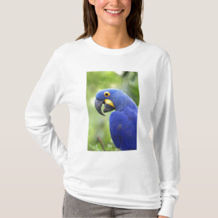 Camiseta Sudamérica, Brasil, Pantanal