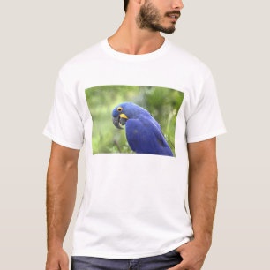 Camiseta Sudamérica, Brasil, Pantanal