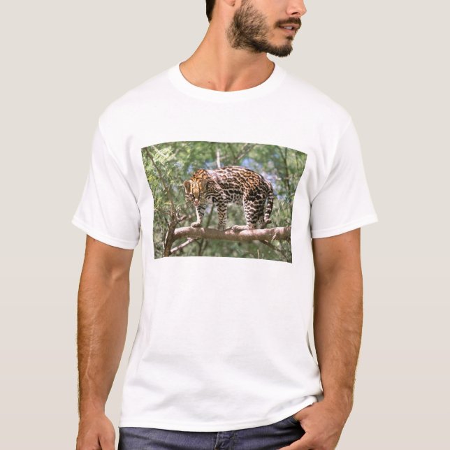 Camiseta Sudamérica, Ecuador, Amazonas. Ocelote (Anverso)