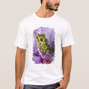 Camiseta Sudeste de Vietnam. Primer plano de la rana arbóre