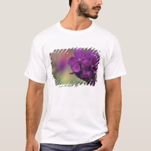 Camiseta Tailandia, norte de Tailandia, cerca de Chang Mai,