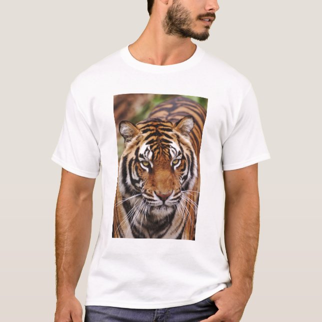 Camiseta Tigre de Bengala, Panthera tigris (Anverso)