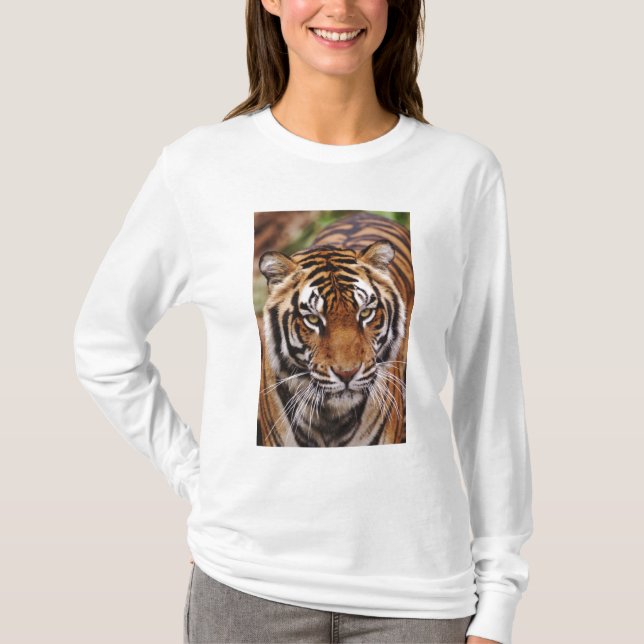 Camiseta Tigre de Bengala, Panthera tigris (Anverso)