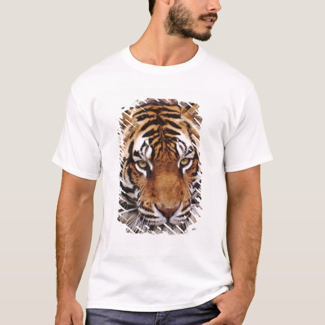 Camiseta Tigre de Bengala, Panthera tigris (Anverso)