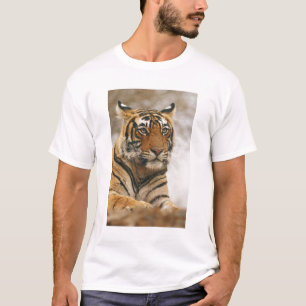 Camiseta Tigre de Bengala Real sobre la roca, Ranthambhor