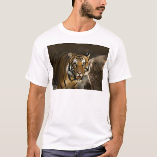Camiseta Tigre de Siberia