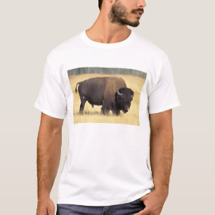 Camiseta Toro de bisonte en Yellowstone National