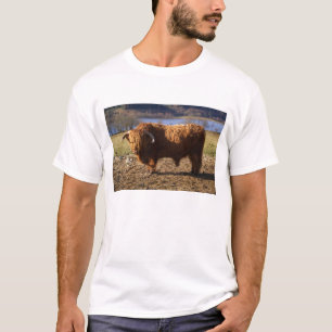 Camiseta Toro de ganado de las Tierras Altas, Escocia