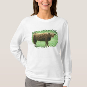 Camiseta Toro de las Tierras Altas, Isla de Mull, Interior