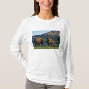 Camiseta Toros de bisonte en el Parque Nacional Waterton La