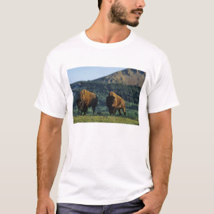 Camiseta Toros de bisonte en el Parque Nacional Waterton La