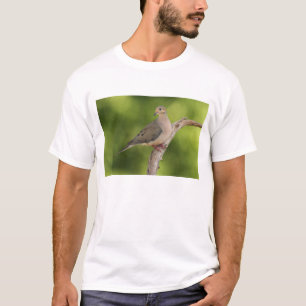 Camiseta Tórtola Huilota, Zenaida macroura