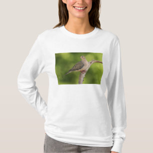 Camiseta Tórtola Llorona, Zenaida macroura