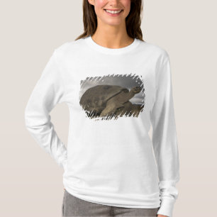 Camiseta Tortuga gigante de Galápagos Geochelone