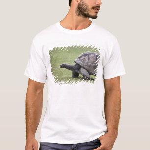 Camiseta Tortuga gigante en hierba