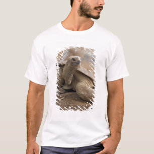 Camiseta Tortuga terrestre de Seychelle Aldabra