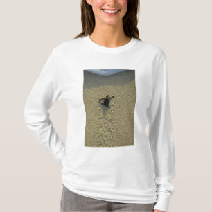 Camiseta Tortuga verde (Chelonia mydas), incubadora