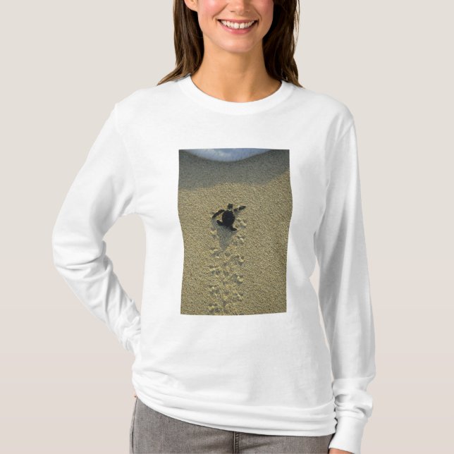 Camiseta Tortuga verde (Chelonia mydas), incubadora (Anverso)
