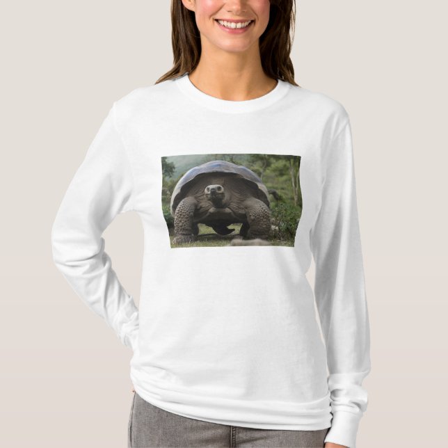 Camiseta Tortugas gigantes de Galápagos (Anverso)