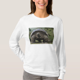 Camiseta Tortugas Gigantes de Galapagos Geochelone