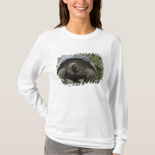 Camiseta Tortugas Gigantes de Galapagos Geochelone