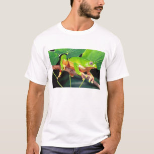 Camiseta Treefrog de mono bicolor gigante, Phyllomedusa