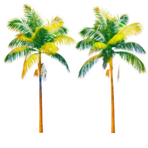 Camiseta Tres palmeras