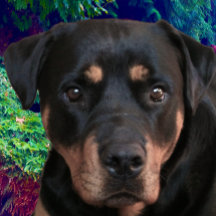 Rottweiler, Guardián Confiado