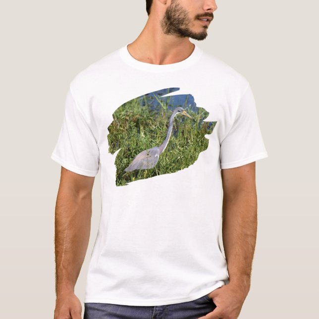 Camiseta Tricolored Heron (Anverso)