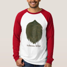 Trilobita fósil de Arctinrus Boltoni