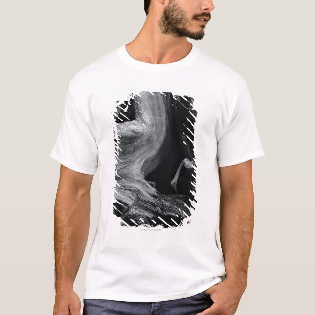 Camiseta Tronco de árbol muerto (Anverso)
