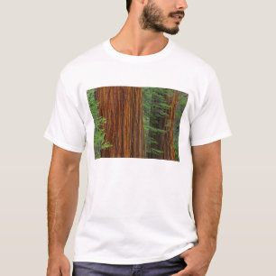 Camiseta troncos de secuoya gigante en el bosque, Yosemite