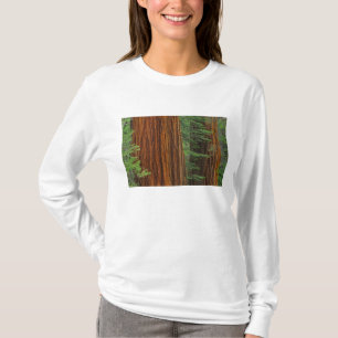 Camiseta troncos de secuoya gigante en el bosque, Yosemite