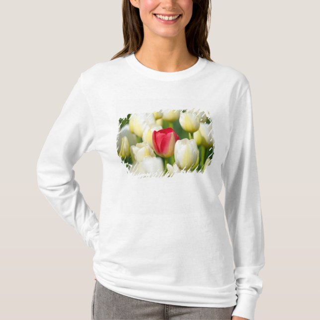 Camiseta Tulipán rojo en un campo de los tulipanes blancos (Anverso)