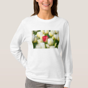 Camiseta Tulipán rojo en un campo de los tulipanes blancos