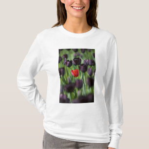 Camiseta Tulipanes en los jardines de Keukenhof, Ámsterdam,