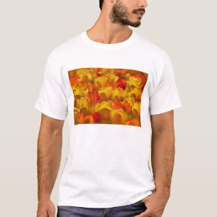Camiseta Tulipanes en los jardines de Keukenhof, Ámsterdam,