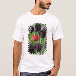 Camiseta Tulipanes en los jardines de Keukenhof, Ámsterdam,