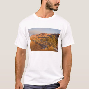 Camiseta Un árbol de enebro de Utah Juniperus osteosperma)