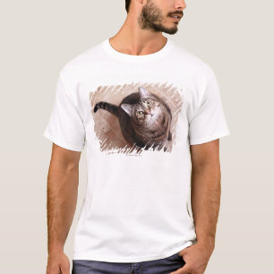Camiseta Un gato de tabby que mira para arriba