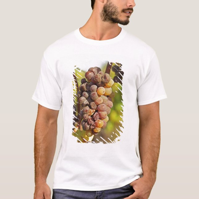 Camiseta Un grupo de uvas Semillon moho en el Ch Raymond La (Anverso)