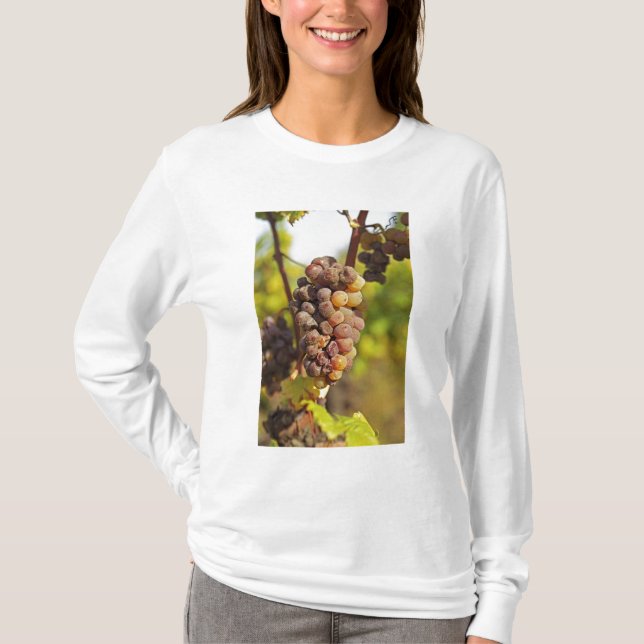 Camiseta Un grupo de uvas Semillon moho en el Ch Raymond La (Anverso)