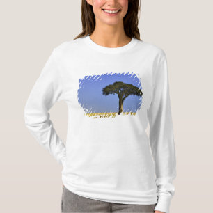 Camiseta Un solo árbol de acacia en llanuras herbáceas, Mas