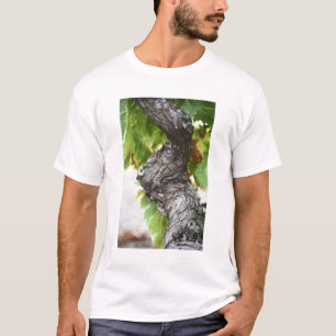 Camiseta Una rama de una vid muy vieja con corteza nudosa