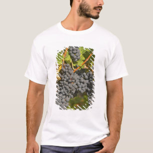 Camiseta Una vid con racimos de uvas Merlot maduras - Chate