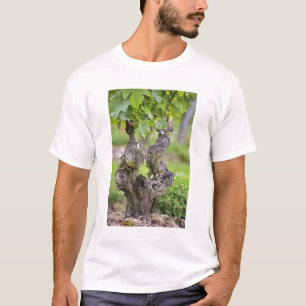 Camiseta Una vid muy vieja en el viñedo Clos de l'Echo