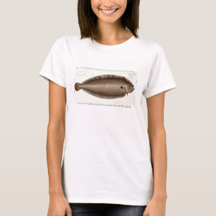 Camiseta Única (Solea Solaea) placa XLV de Dover de