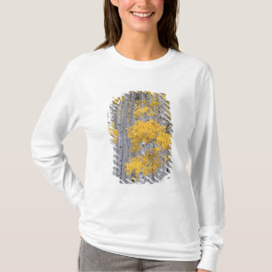 Camiseta UTAH. EE. UU. Arboleda de álamos temblones (Populu